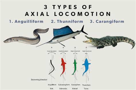 Locomotion in the Ocean.